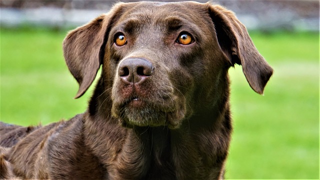 Hund