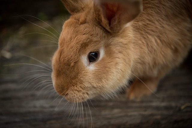 Kaninchen