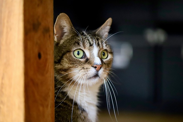 Katze